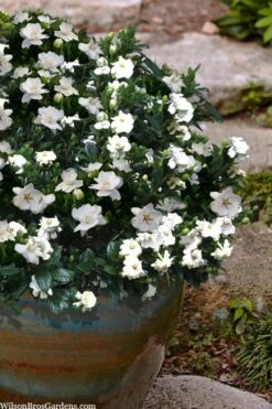 Buttons Gardenia - 6 Pack Of 1 Gallon Pots -Garden Plants shop gardenia jasminoides buttons 10 1
