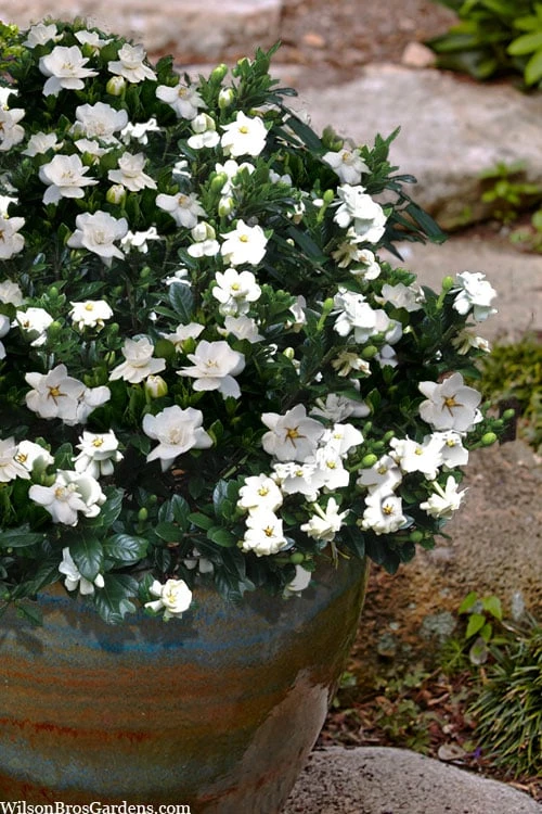 Buttons Gardenia - 1 Gallon Pot Buttons Gardenia - 1 Gallon Pot -Garden Plants shop gardenia jasminoides buttons 10 2
