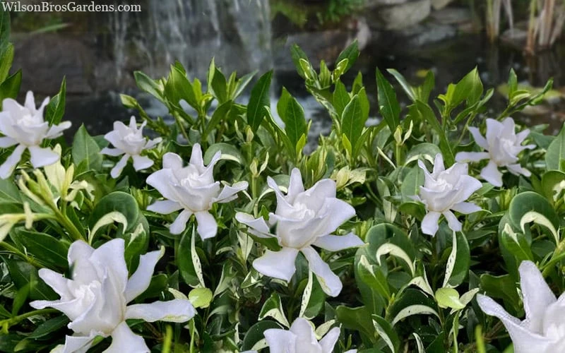 Crescent Moon Dwarf Gardenia - 6 Pack of 1 Gallon Pots Crescent Moon Dwarf Gardenia - 6 Pack Of 1 Gallon Pots -Garden Plants shop gardenia jasminoides crescent moon dwarf creeping 2 1