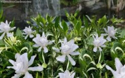 Crescent Moon Dwarf Gardenia - 1 Gallon Pot 4 Crescent Moon Dwarf Gardenia - 1 Gallon Pot -Garden Plants shop gardenia jasminoides crescent moon dwarf creeping 2