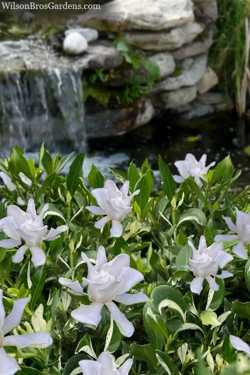 Crescent Moon Dwarf Gardenia - 1 Gallon Pot Crescent Moon Dwarf Gardenia - 1 Gallon Pot -Garden Plants shop gardenia jasminoides crescent moon dwarf creeping 4