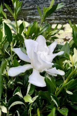 Crescent Moon Dwarf Gardenia - 6 Pack Of 1 Gallon Pots 3 Crescent Moon Dwarf Gardenia - 6 Pack Of 1 Gallon Pots -Garden Plants shop gardenia jasminoides crescent moon dwarf creeping 6 1