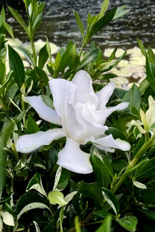 Crescent Moon Dwarf Gardenia - 1 Gallon Pot Crescent Moon Dwarf Gardenia - 1 Gallon Pot -Garden Plants shop gardenia jasminoides crescent moon dwarf creeping 6