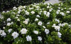 Crown Jewel Gardenia - 1 Gallon Pot -Garden Plants shop gardenia jasminoides crown jewel 12 1