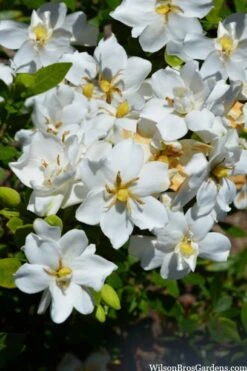 Snow Flurry Hardy Gardenia - 1 Gallon Pot 3 Snow Flurry Hardy Gardenia - 1 Gallon Pot -Garden Plants shop gardenia jasminoides snow flurry 2