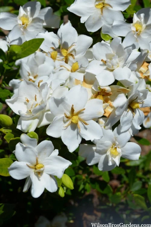 Snow Flurry Hardy Gardenia - 1 Gallon Pot Snow Flurry Hardy Gardenia - 1 Gallon Pot -Garden Plants shop gardenia jasminoides snow flurry 2