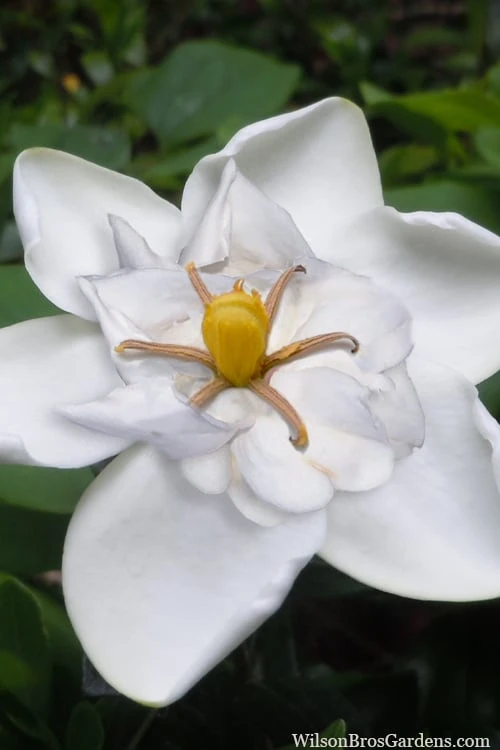 Snow Flurry Hardy Gardenia - 1 Gallon Pot Snow Flurry Hardy Gardenia - 1 Gallon Pot -Garden Plants shop gardenia jasminoides snow flurry 5