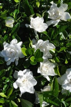 Snow Puff Hardy Gardenia - 3 Gallon Pot 3 Snow Puff Hardy Gardenia - 3 Gallon Pot -Garden Plants shop gardenia jasminoides snow puff 2