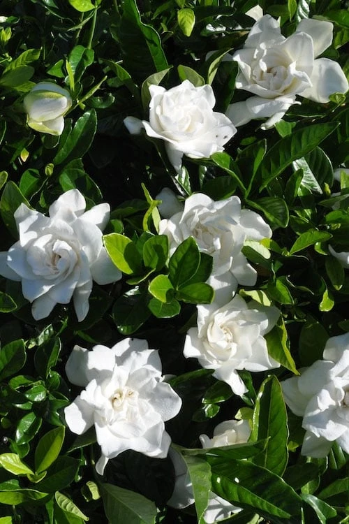 Snow Puff Hardy Gardenia - 3 Gallon Pot Snow Puff Hardy Gardenia - 3 Gallon Pot -Garden Plants shop gardenia jasminoides snow puff 2