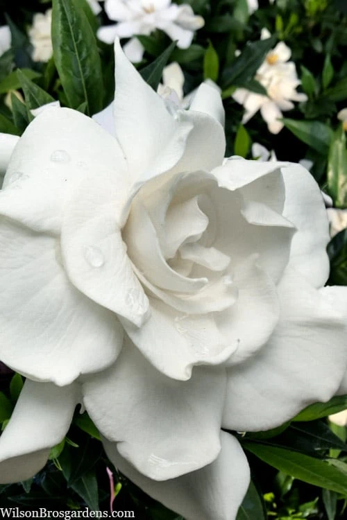 Snow Puff Hardy Gardenia - 1 Gallon Pot Snow Puff Hardy Gardenia - 1 Gallon Pot -Garden Plants shop gardenia jasminoides snow puff 4 1