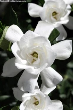 Steady As She Goes Hardy Gardenia - 3 Gallon Pot -Garden Plants shop gardenia jasminoides steady as she goes 1