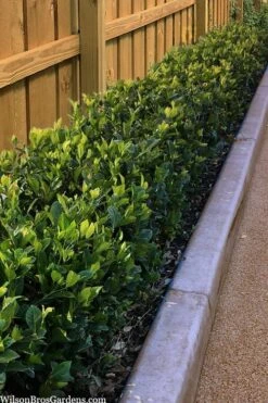 Summer Snow Gardenia - 3 Gallon Pot 3 Summer Snow Gardenia - 3 Gallon Pot -Garden Plants shop gardenia jasminoides summer snow 11