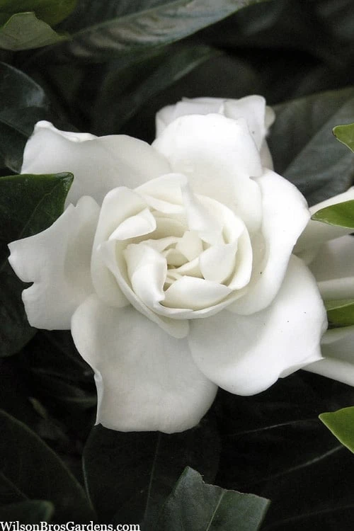 Summer Snow Gardenia - 3 Gallon Pot Summer Snow Gardenia - 3 Gallon Pot -Garden Plants shop gardenia jasminoides summer snow 12