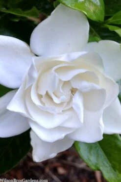 Summer Snow Gardenia - 3 Gallon Pot 7 Summer Snow Gardenia - 3 Gallon Pot -Garden Plants shop gardenia jasminoides summer snow 3