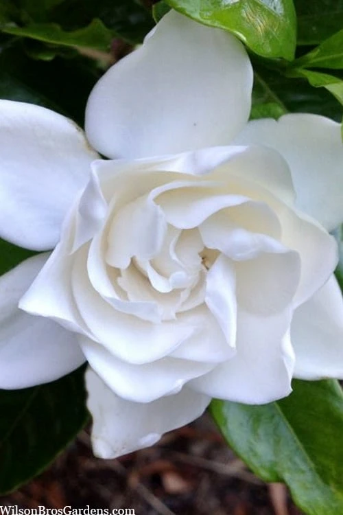 Summer Snow Gardenia - 3 Gallon Pot Summer Snow Gardenia - 3 Gallon Pot -Garden Plants shop gardenia jasminoides summer snow 3