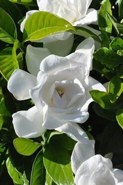 Summer Snow Gardenia - 3 Gallon Pot 4 Summer Snow Gardenia - 3 Gallon Pot -Garden Plants shop gardenia jasminoides summer snow 4