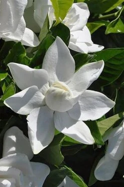 Summer Snow Gardenia - 3 Gallon Pot 6 Summer Snow Gardenia - 3 Gallon Pot -Garden Plants shop gardenia jasminoides summer snow 5