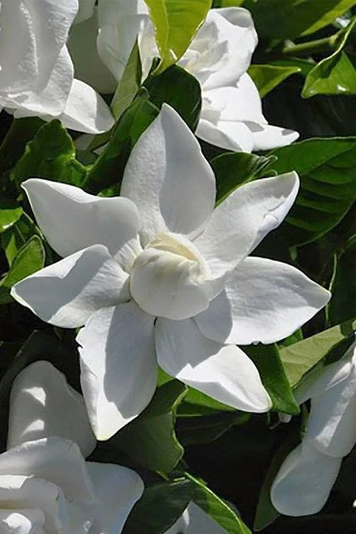 Summer Snow Gardenia - 3 Gallon Pot Summer Snow Gardenia - 3 Gallon Pot -Garden Plants shop gardenia jasminoides summer snow 5