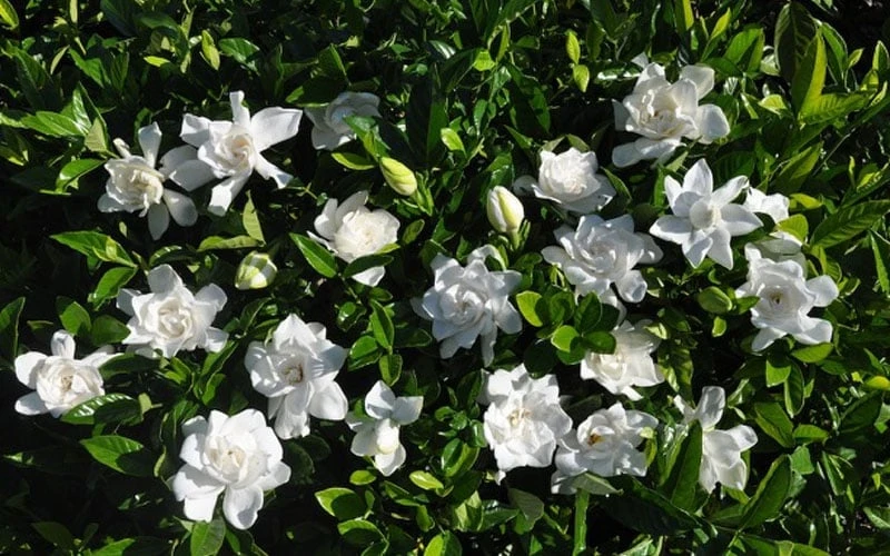 Summer Snow Gardenia - 3 Gallon Pot Summer Snow Gardenia - 3 Gallon Pot -Garden Plants shop gardenia jasminoides summer snow 9