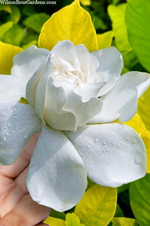 Gold Doubloon Gardenia - 1 Gallon Pot Gold Doubloon Gardenia - 1 Gallon Pot -Garden Plants shop gardenia ogon no hana gold doubloon 10 1