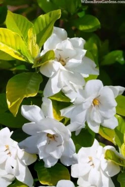 Gold Doubloon Gardenia - 3 Gallon Pot 3 Gold Doubloon Gardenia - 3 Gallon Pot -Garden Plants shop gardenia ogon no hana gold doubloon 3