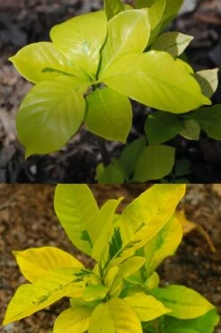Gold Doubloon Gardenia - 1 Gallon Pot 4 Gold Doubloon Gardenia - 1 Gallon Pot -Garden Plants shop gardenia ogon no hana gold doubloon 4 1