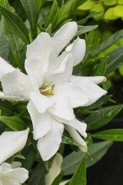 Radicans Creeping Dwarf Gardenia - 1 Gallon Pot -Garden Plants shop gardenia radicans 22