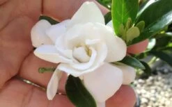 Jubilation Gardenia - 5 Gallon Pot 3 Jubilation Gardenia - 5 Gallon Pot -Garden Plants shop gardeniajubilation 3