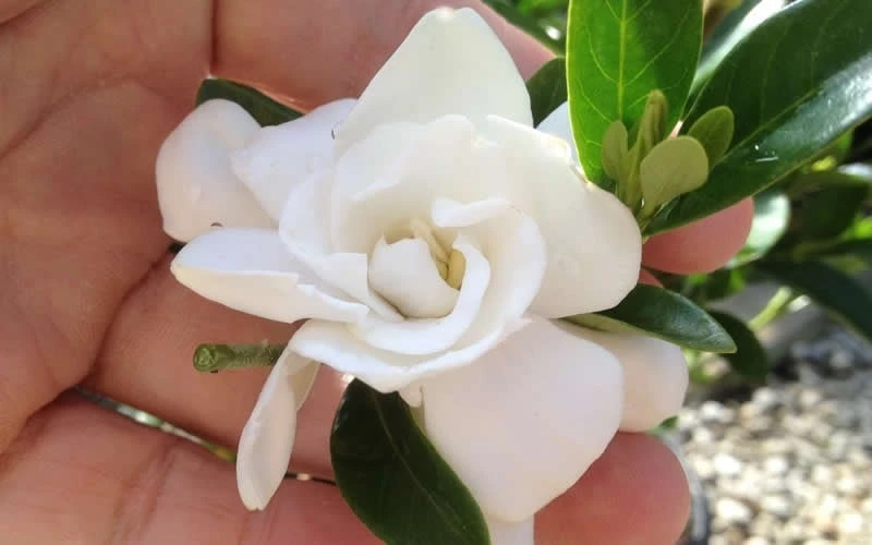 Jubilation Gardenia - 6 Pack of 1 Gallon Pots Jubilation Gardenia - 6 Pack Of 1 Gallon Pots -Garden Plants shop gardeniajubilation 4