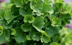 Jade Butterfly Dwarf Ginkgo Tree - 3 Gallon Pot 6 Jade Butterfly Dwarf Ginkgo Tree - 3 Gallon Pot -Garden Plants shop ginkgo biloba jade butterfly 1