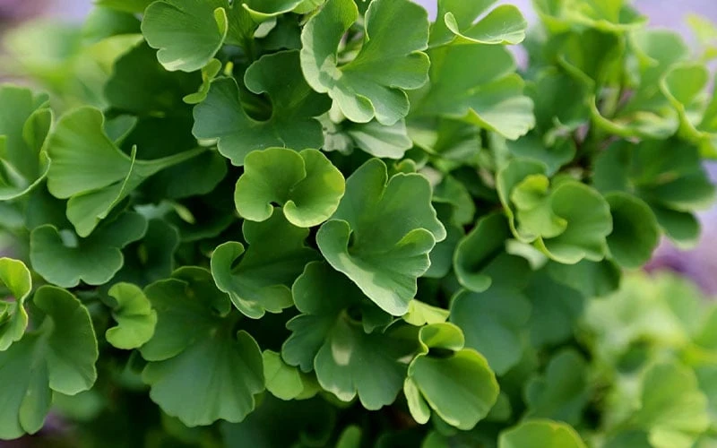 Jade Butterfly Dwarf Ginkgo Tree - 3 Gallon Pot Jade Butterfly Dwarf Ginkgo Tree - 3 Gallon Pot -Garden Plants shop ginkgo biloba jade butterfly 1