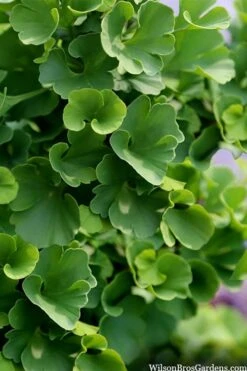 Jade Butterfly Dwarf Ginkgo Tree - 3 Gallon Pot 5 Jade Butterfly Dwarf Ginkgo Tree - 3 Gallon Pot -Garden Plants shop ginkgo biloba jade butterfly 3