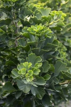 Jade Butterfly Dwarf Ginkgo Tree - 3 Gallon Pot 3 Jade Butterfly Dwarf Ginkgo Tree - 3 Gallon Pot -Garden Plants shop ginkgo biloba jade green 1