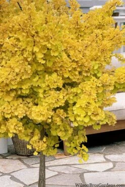 Mariken Dwarf Ginkgo Single Trunk Topiary Tree - 2 Gallon Pot 3 Mariken Dwarf Ginkgo Single Trunk Topiary Tree - 2 Gallon Pot -Garden Plants shop ginkgo biloba mariken single trunk topiary tree 1