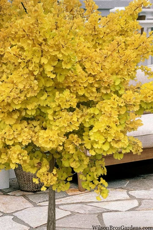 Mariken Dwarf Ginkgo Single Trunk Topiary Tree - 2 Gallon Pot Mariken Dwarf Ginkgo Single Trunk Topiary Tree - 2 Gallon Pot -Garden Plants shop ginkgo biloba mariken single trunk topiary tree 1