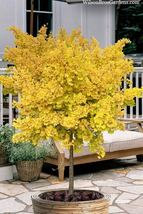 Mariken Dwarf Ginkgo Single Trunk Topiary Tree - 2 Gallon Pot Mariken Dwarf Ginkgo Single Trunk Topiary Tree - 2 Gallon Pot -Garden Plants shop ginkgo biloba mariken single trunk topiary tree 2