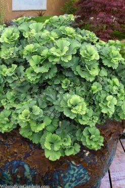 Troll Dwarf Ginkgo Tree - 2 Gallon Pot -Garden Plants shop ginkgo biloba troll dwarf maidenhair tree 1