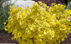 Troll Dwarf Ginkgo Tree - 2 Gallon Pot -Garden Plants shop ginkgo biloba troll dwarf maidenhair tree 4