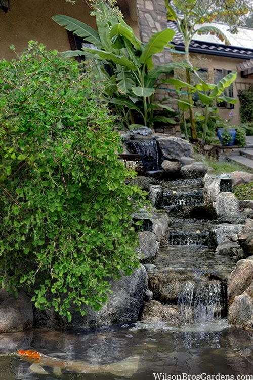 Weeping Wonder Dwarf Ginkgo Tree - 3 Gallon Pot Weeping Wonder Dwarf Ginkgo Tree - 3 Gallon Pot -Garden Plants shop ginkgo biloba weeping wonder 6