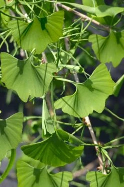 Weeping Wonder Dwarf Ginkgo Tree - 3 Gallon Pot 3 Weeping Wonder Dwarf Ginkgo Tree - 3 Gallon Pot -Garden Plants shop ginkgo biloba weeping wonder 7