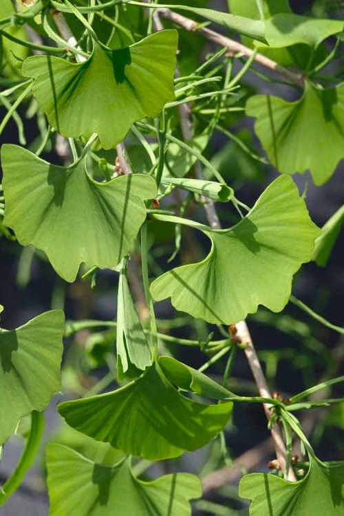 Weeping Wonder Dwarf Ginkgo Tree - 3 Gallon Pot Weeping Wonder Dwarf Ginkgo Tree - 3 Gallon Pot -Garden Plants shop ginkgo biloba weeping wonder 7