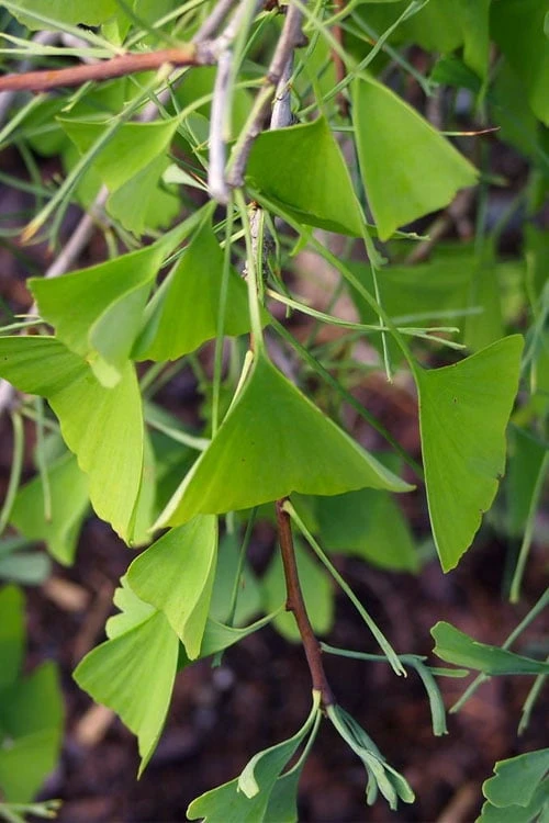 Weeping Wonder Dwarf Ginkgo Tree - 3 Gallon Pot Weeping Wonder Dwarf Ginkgo Tree - 3 Gallon Pot -Garden Plants shop ginkgo biloba weeping wonder 8