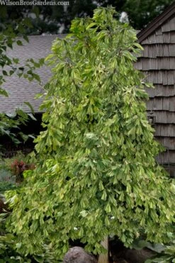 California Sunset Ginkgo Tree - 3 Gallon Pot (2-3') -Garden Plants shop ginkgo california sunset 10