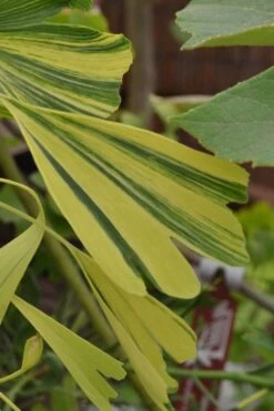 California Sunset Ginkgo Tree - 3 Gallon Pot (2-3')