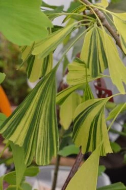 California Sunset Ginkgo Tree - 3 Gallon Pot (2-3') -Garden Plants shop ginkgo california sunset 4