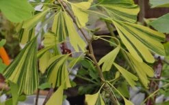 California Sunset Ginkgo Tree - 3 Gallon Pot (2-3') -Garden Plants shop ginkgo california sunset 5