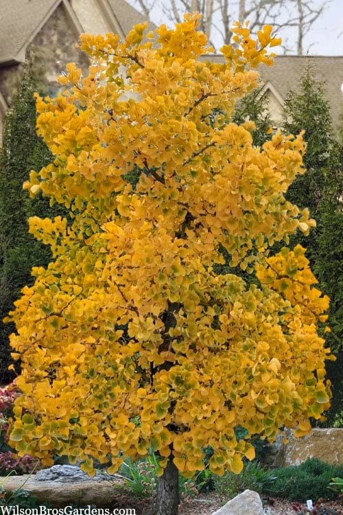 Jade Butterfly Dwarf Ginkgo Tree - 3 Gallon Pot Jade Butterfly Dwarf Ginkgo Tree - 3 Gallon Pot -Garden Plants shop ginkgo jade butterfly 11