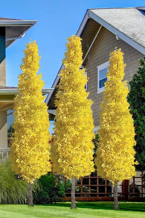 Sky Tower Ginkgo Maidenhair Tree (Male) - 2 Gallon Pot Sky Tower Ginkgo Maidenhair Tree (Male) - 2 Gallon Pot -Garden Plants shop ginkgo sky tower 20