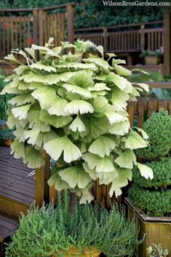 Snow Cloud Ginkgo Tree - 3 Gallon Pot -Garden Plants shop ginkgo snow cloud 2