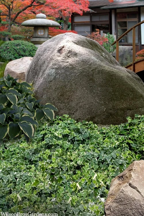 Ingelise English Ivy (Hedera) - 10 Pack of 4" Pots Ingelise English Ivy (Hedera) - 10 Pack Of 4" Pots -Garden Plants shop hedera helix ingelise english ivy 11